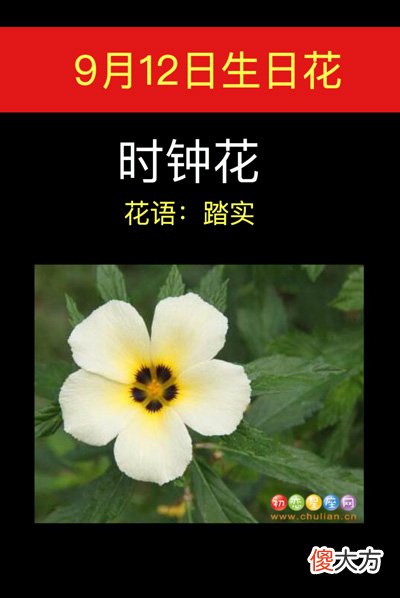9月12日生日花-时钟花