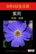 9月3日生日花-紫苑