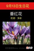 9月13日生日花-番红花