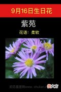 9月16日生日花-紫苑