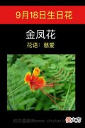 9月18日生日花-金凤花