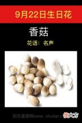 9月22日生日花-香菇