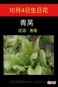 10月4日生日花-青莴