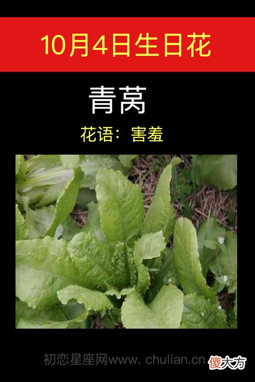 10月4日生日花-青莴