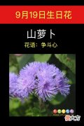9月19日生日花-山萝卜