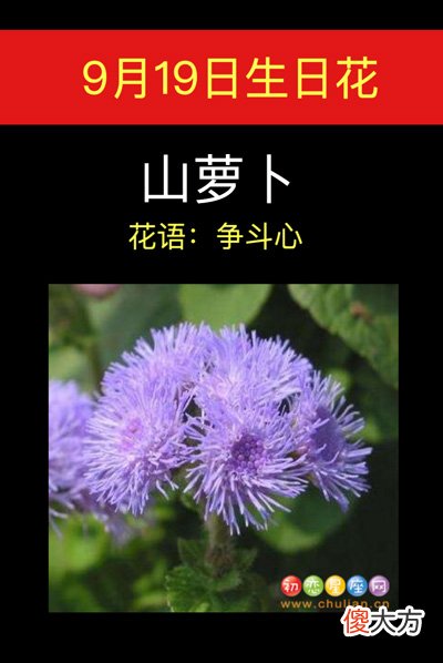 9月19日生日花-山萝卜