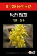 9月28日生日花-秋麒麟草