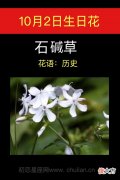 10月2日生日花-石碱草