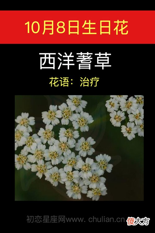 10月8日生日花-西洋蓍草