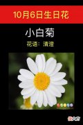 10月6日生日花-小白菊