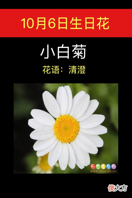 10月6日生日花-小白菊
