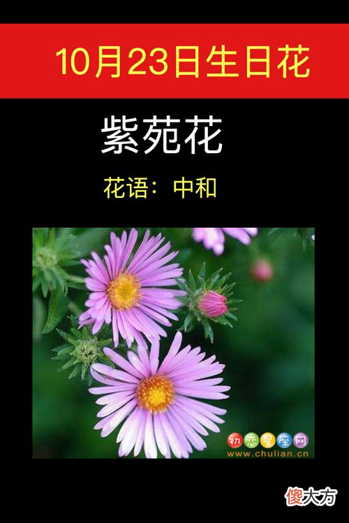 10月23日生日花-紫苑花