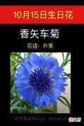 10月15日生日花-香矢车菊
