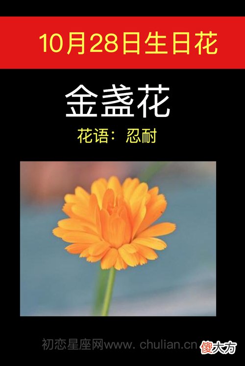 10月28日生日花-金盏花