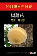10月18日生日花-树蘑菇