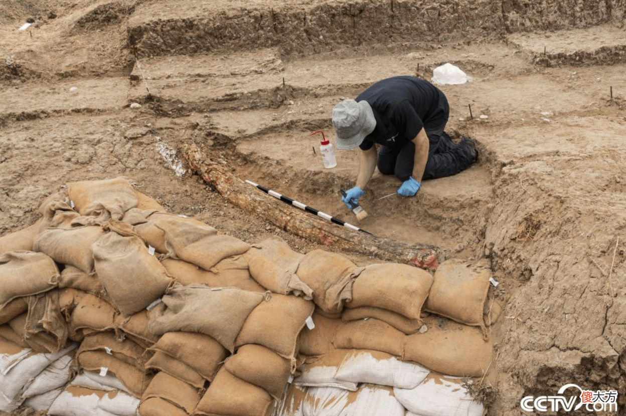 【爱历史】以色列出土50万年前古菱齿象完整象牙，快来看看吧