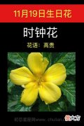 11月19日生日花-时钟花