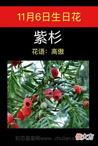 11月6日生日花-紫杉