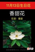 11月13日生日花-香甜花