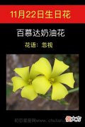 11月22日生日花-百慕达奶油花