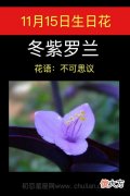 11月15日生日花-冬紫罗兰