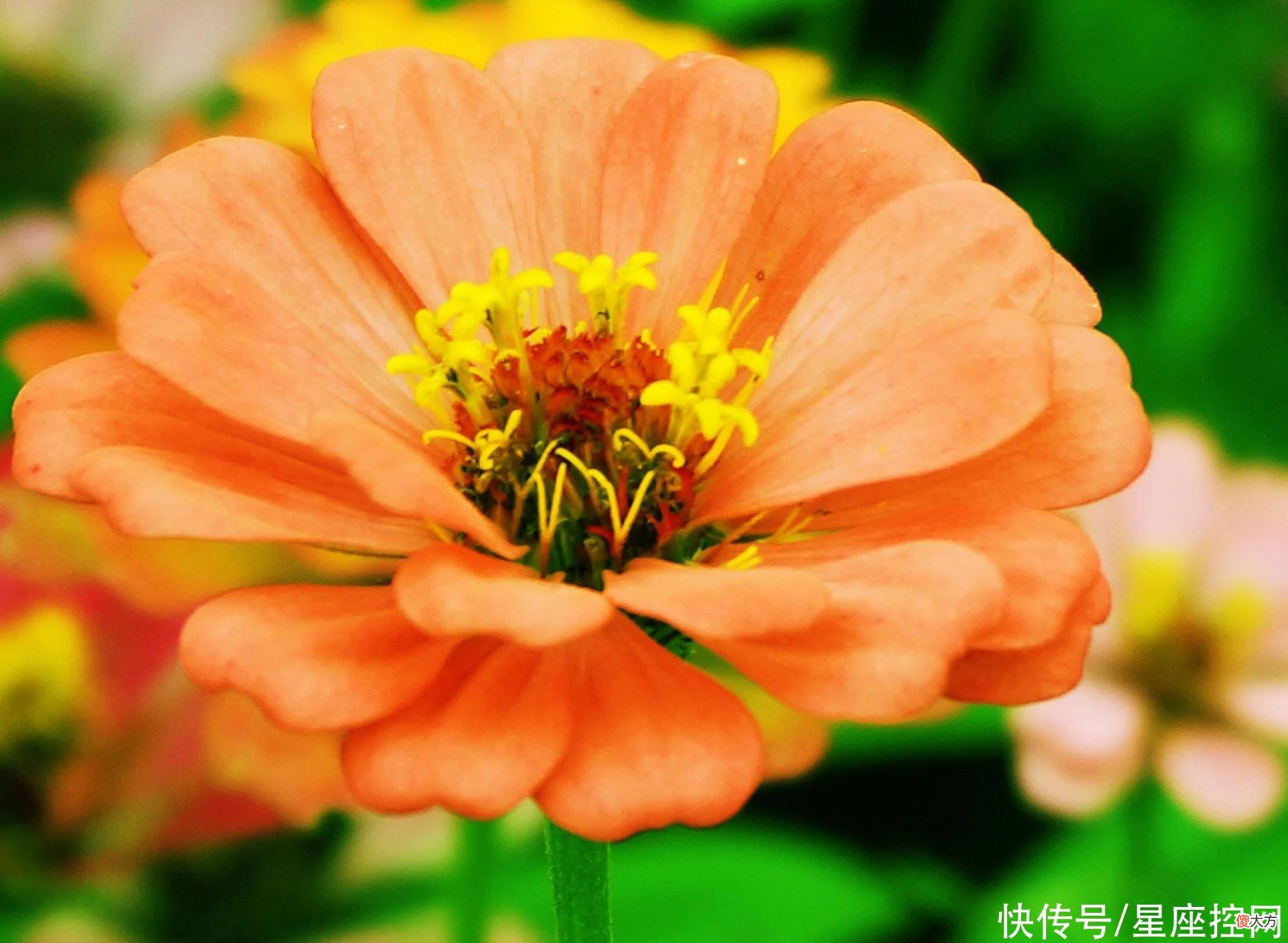 【星座控】生肖鸡的生日是哪几天，人生多福，好运长久，贵人常常光顾