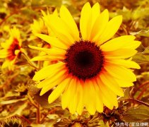 【星座控】生肖鸡的生日是哪几天，人生多福，好运长久，贵人常常光顾