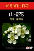 12月3日生日花-山楂花
