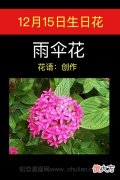 12月15日生日花-两伞花