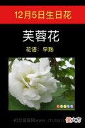 12月5日生日花-芙蓉花
