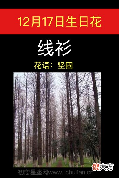 12月17日生日花-线杉