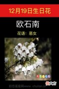 12月19日生日花-欧石南