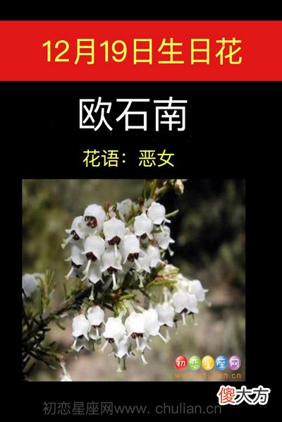 12月19日生日花-欧石南