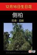 12月16日生日花-侧柏