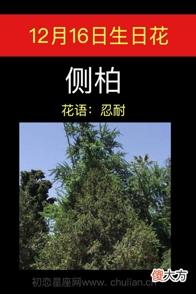 12月16日生日花-侧柏