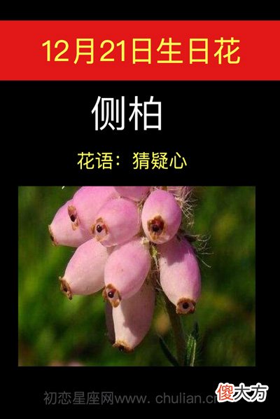 12月21日生日花-侧柏