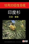 12月23日生日花-印度杉
