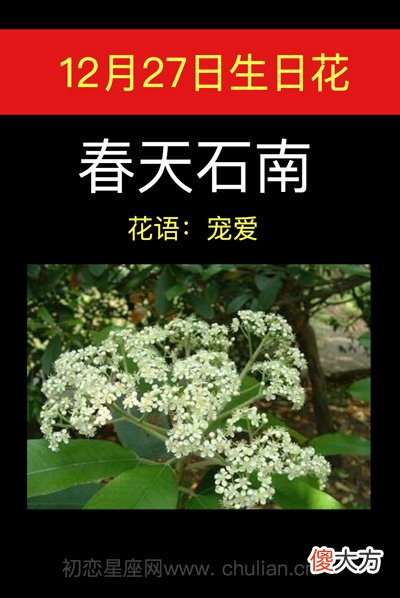 12月27日生日花-春天石南