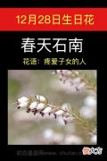 12月28日生日花-春天石南