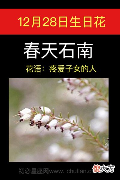 12月28日生日花-春天石南