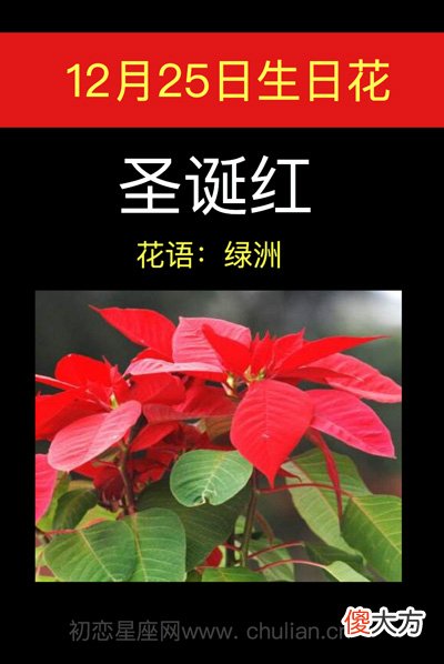 12月25日生日花-圣诞红