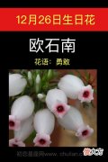12月26日生日花-欧石南