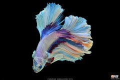 【游戏世界】饲养斗鱼，从准备-开缸-下鱼-稳定（大总结）