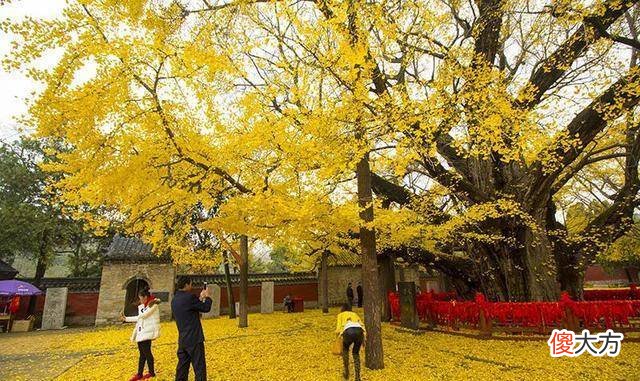 【历史故事】定林寺的活宝贝究竟是什么，它为何要以“活”而著称