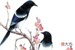喜鹊登门有什么预兆吗