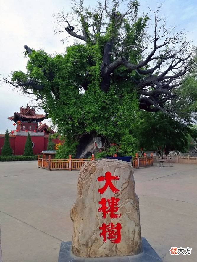 【历史故事】这场持续了半个世纪的大槐树移民，到底移走了多少呢