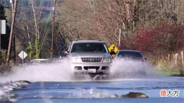 美国西雅图会“过马路”的鱼，让过路司机头疼不已