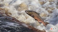 美国西雅图会“过马路”的鱼，让过路司机头疼不已