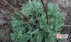 【爱历史】茵陈作为一种药用植物被载入典籍