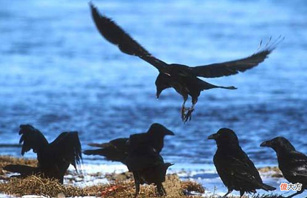【爱历史】从神鸟到孝鸟,最后沦落为恶鸟,乌鸦的悲剧为什么会发生在宋朝?